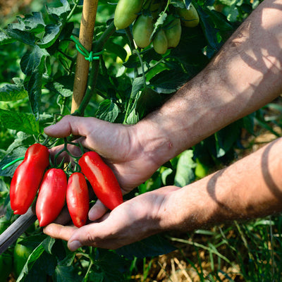 Tomatenbauer bei der San Marzano ernte.  Die Marzano Tomate wird per Hand geerntet.