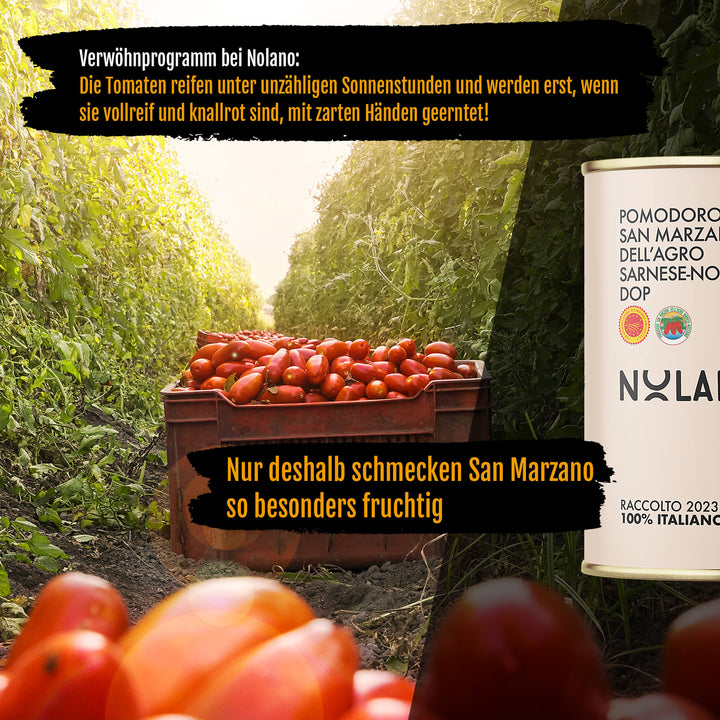 Delikano F1 Mini San Marzano Tomatensamen – Kleine Rote Tomaten, Ertragreich & Lecker