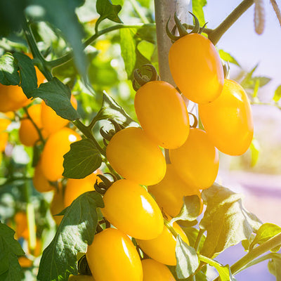 gelbe Tomaten hängen in der Sonne an Ihrer Strauch. Sie sind fertig gereift zum ernten. Diese werden als nächstes zu gelben Dosentomaten weiterverarbeitet