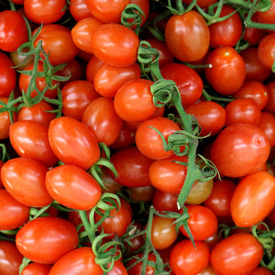 frisch geerntete Datterini Tomaten. Diese werden nun weiterverarbeitet zu Kirschtomaten in der Dose oder auch Datteltomaten genannt.
