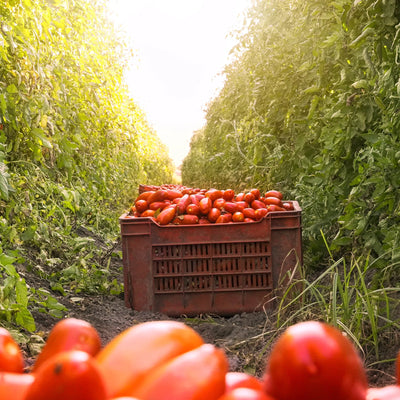 NOLANO - 24x 400g San Marzano Tomaten Dose D.O.P