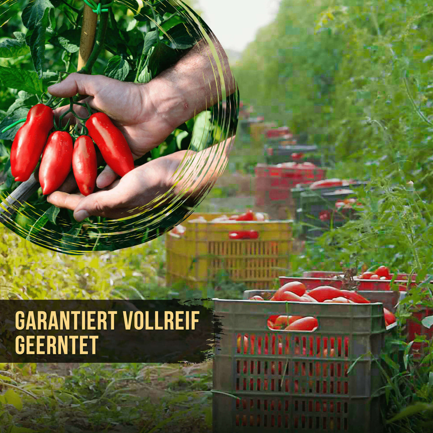 DELICRET - Starter Kit Grande - mit SOLANIA San Marzano Tomaten 🍅