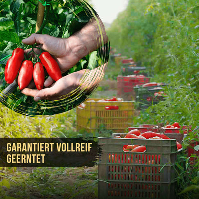 DELICRET - Starter Kit Grande - mit SOLANIA San Marzano Tomaten 🍅