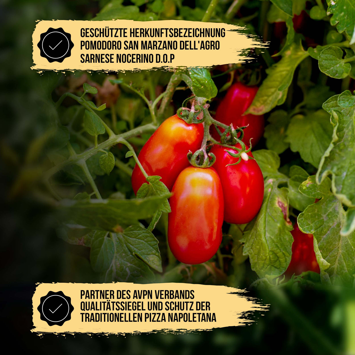 24x SOLANIA San Marzano Tomaten DOP in der Dose a 400g