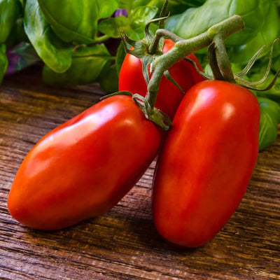 San Marzano Tomate frisch geerntet auf einem Holzbrett. Die Farbe ist fruchtig Rot